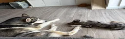 Mixed Breed dogs for sale: Collie x puppy  - Advert 4