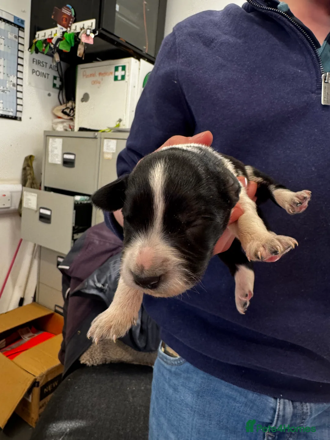 Sprollie dogs for sale: Beautiful Sprollie puppies - Advert 25