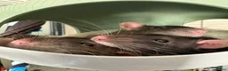 Rat rodents for sale: Trio of Male Rats - Advert 5