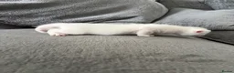 Mixed Breed cats for sale: Pure white male Turkish Angora/Domestic Short Hair - Advert 18