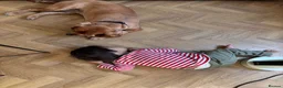 Cavalier King Charles Spaniel dogs for stud: Cavalier King Charles Spaniel for stud  - Advert 13