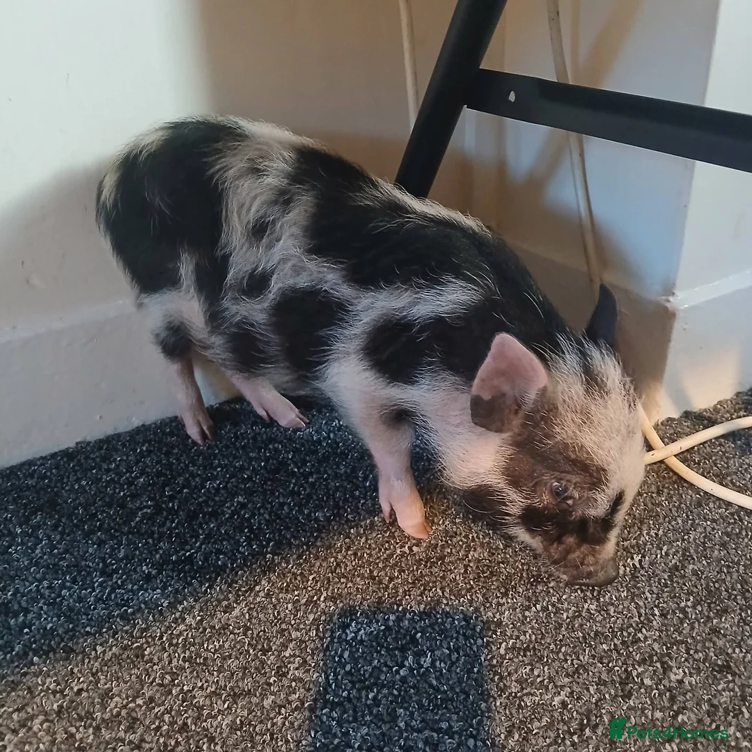 Pig livestock for sale: Micro pig for sale in Knighton - Advert 3