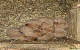 Labrador Retriever dogs for sale: Fox Red Labrador Pups - Image 9