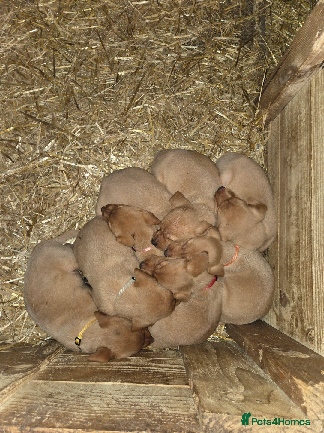 Labrador Retriever dogs for sale: Fox Red Labrador Pups - Image 9