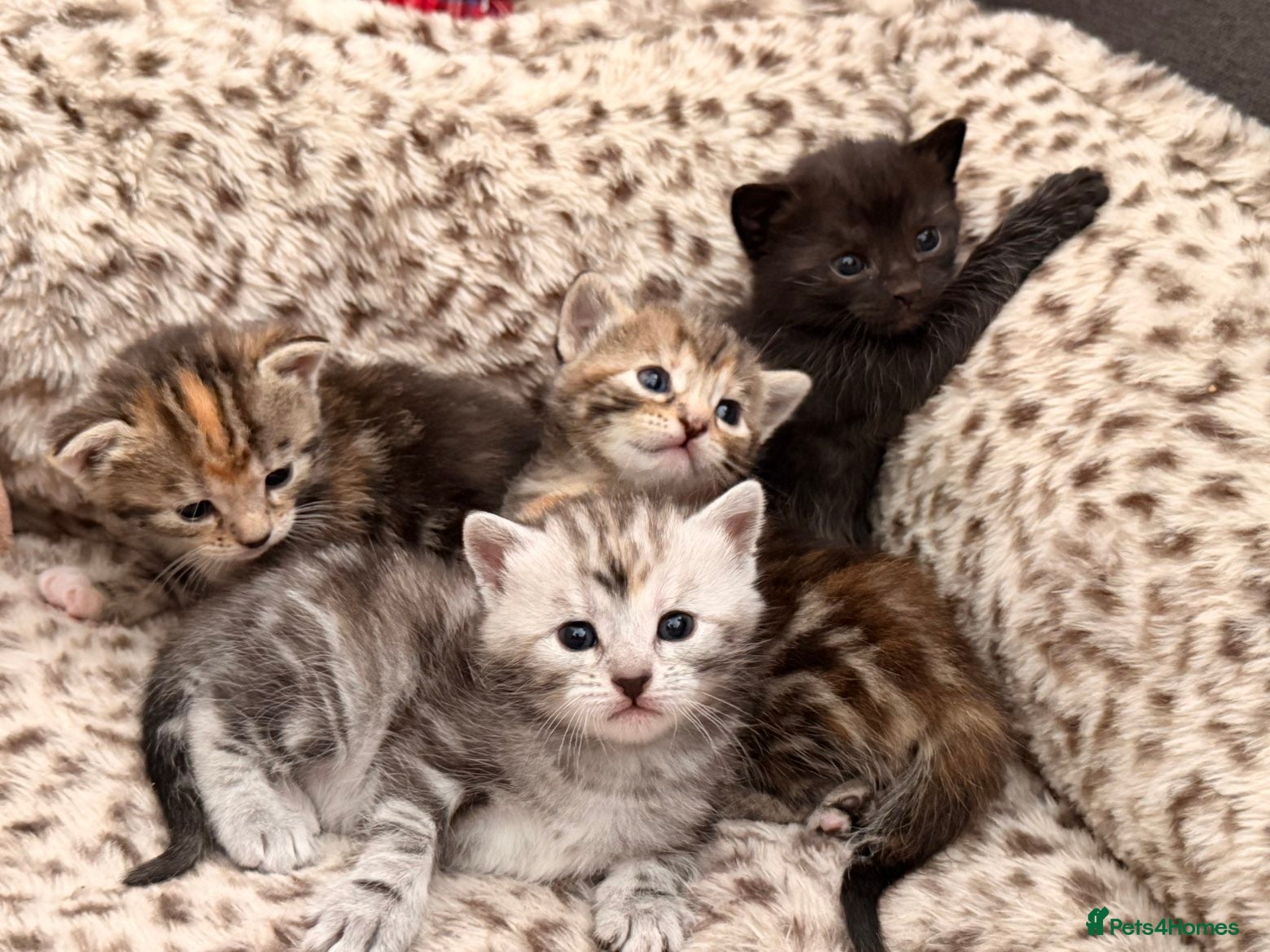 Domestic Shorthair cats 4 beautiful tabby kittens.   - Advert 2