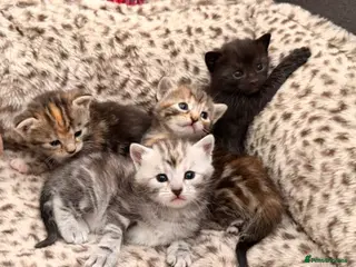 Domestic Shorthair cats 4 beautiful tabby kittens. - Advert 2