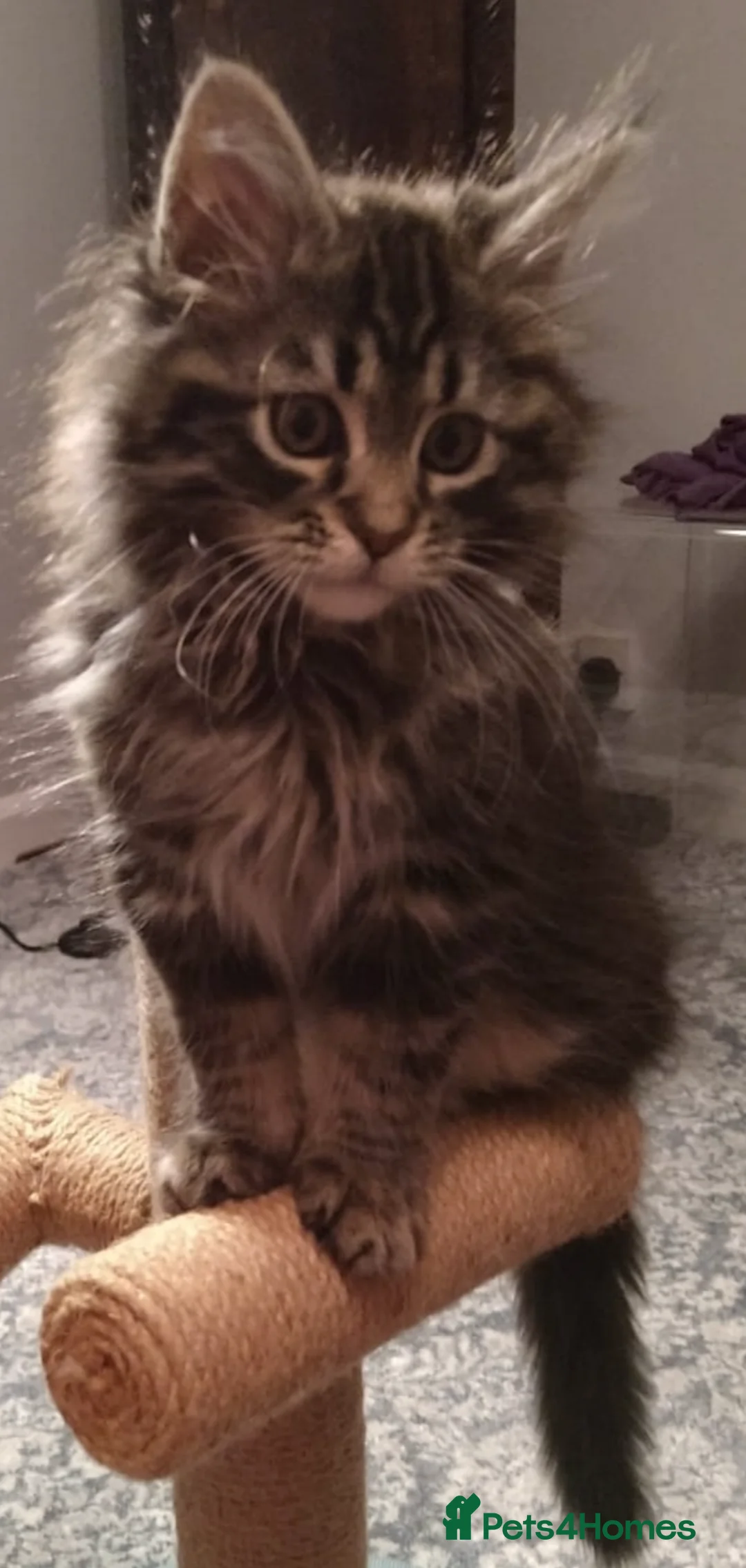 Mixed Breed cats for sale: Maine Coon cross Norwegian kittens  - Advert 1
