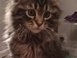 Mixed Breed cats Maine Coon cross Norwegian kittens - Advert 2