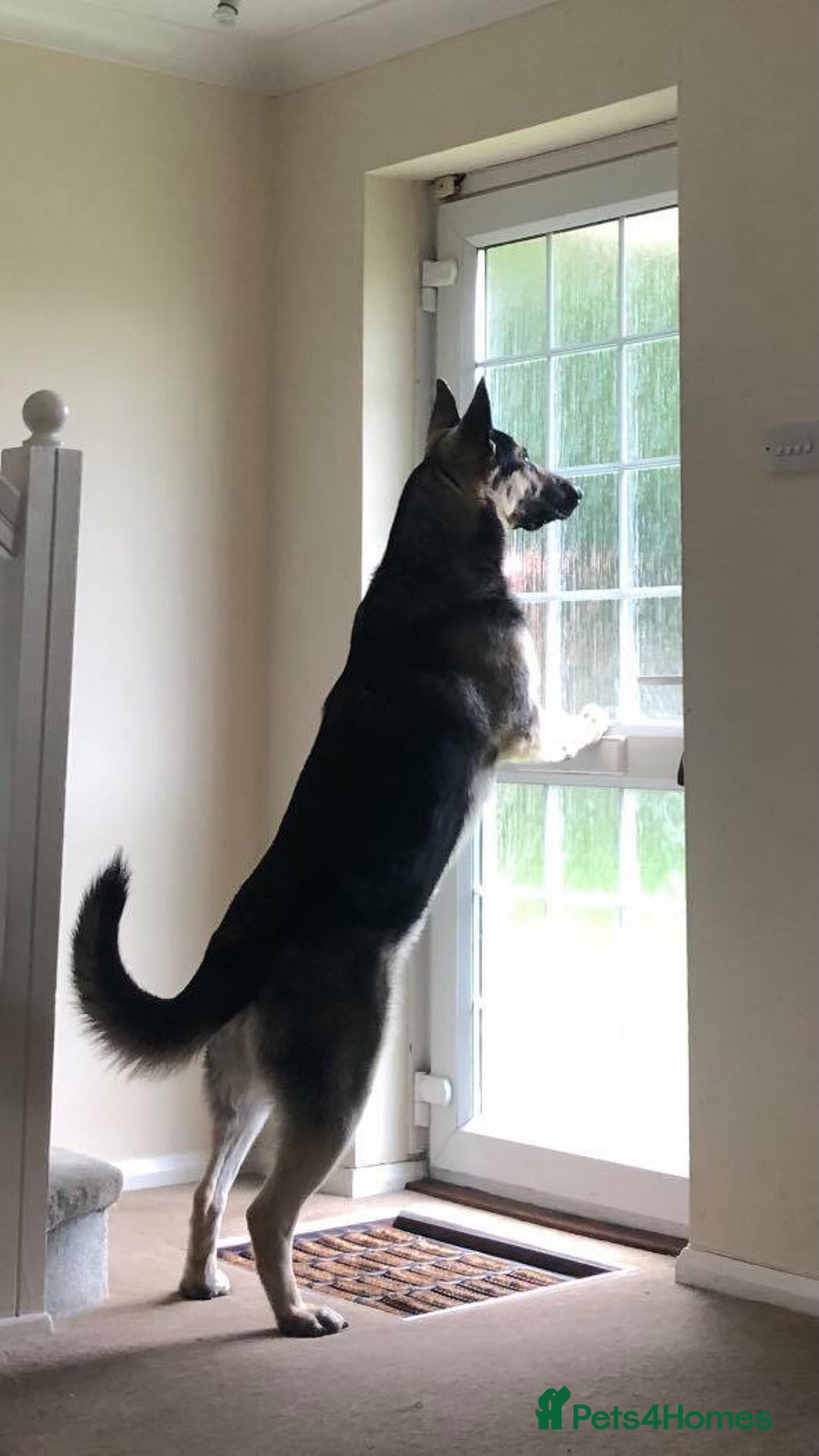 German Shepherd dogs for sale: ⚡RARE EAST EUROPEAN SHEPHERD PUPPIES AVAILABLE⚡ - Image 24