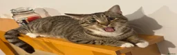 Domestic Shorthair cats for sale: Milo  - Advert 5