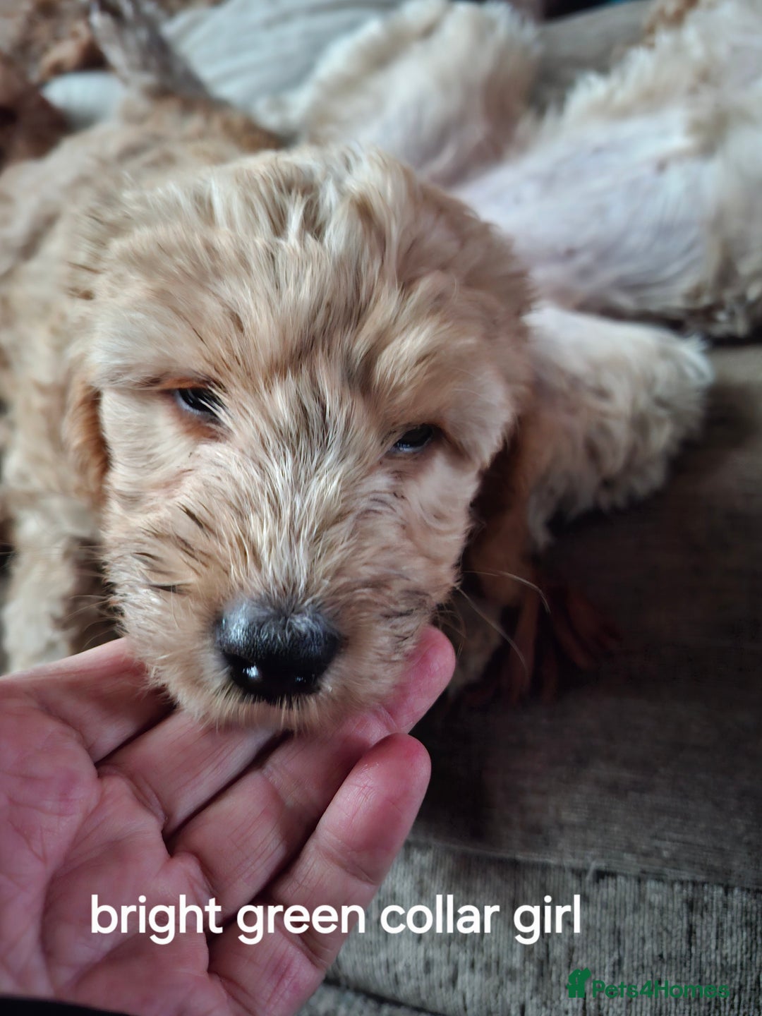 Cockapoo dogs for sale: The puppies are cockapoo  - Advert 6