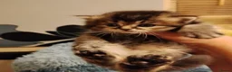 Scottish Fold cats for sale: Beautiful Scottish fold kittens  - Advert 3