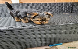 Yorkshire Terrier dogs for sale: 2 Boys and 2 Grils - Image 4