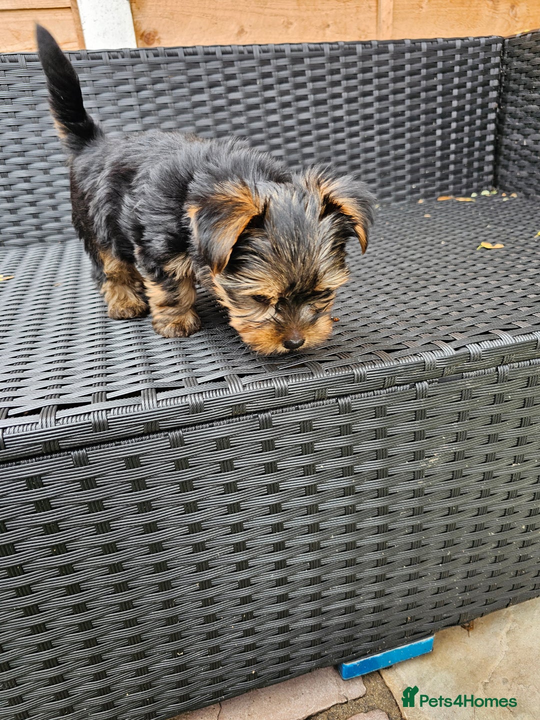 Yorkshire Terrier dogs for sale: 2 Boys and 2 Grils - Image 4