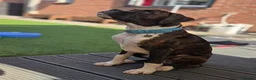 Boxer dogs for sale: 6 Month Old Male Boxer Puppy in Exeter - Advert 16