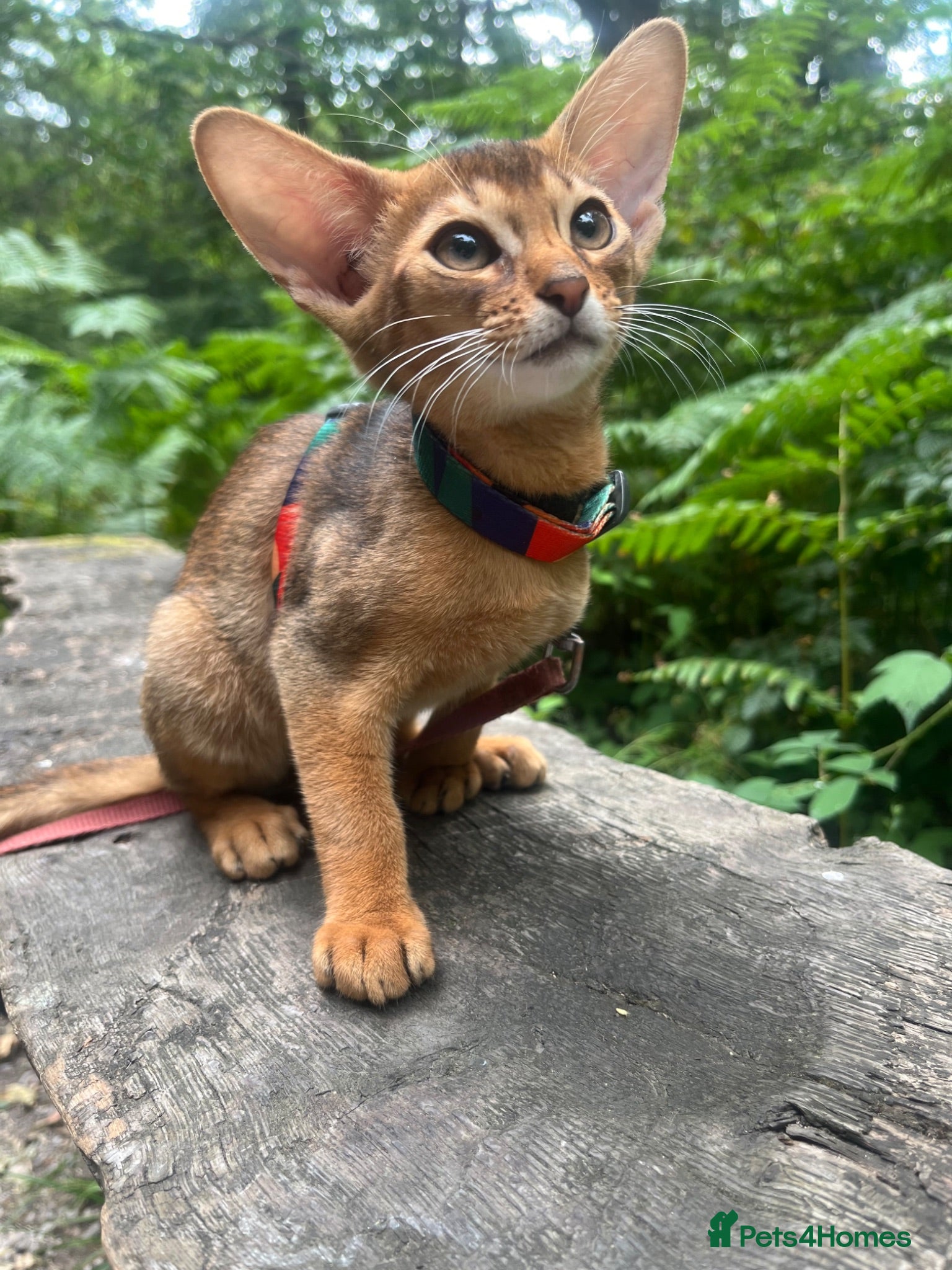 Abyssinian cats Adorable Abyssinian kittens - Advert 1