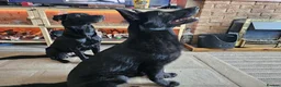 German Shepherd dogs for sale: German Shepard x Labrador pups for sale - Advert 19