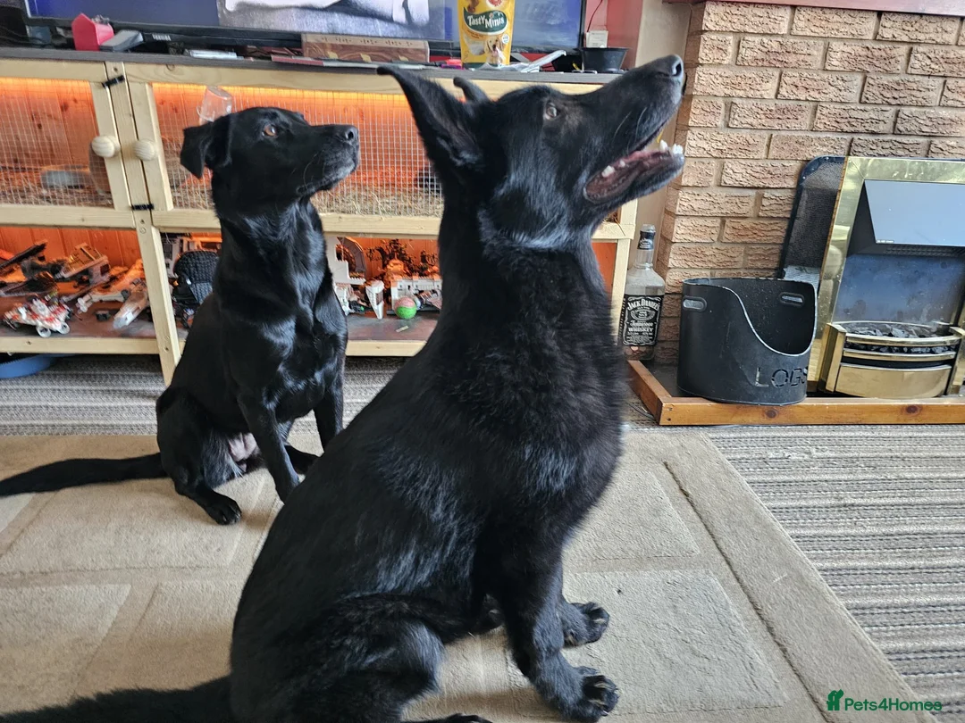 German Shepherd dogs for sale: German Shepard x Labrador pups for sale - Advert 19