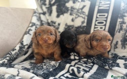 Miniature Dachshund dogs for sale: 3 Beautiful miniature longhair dachshund puppies - Image 33