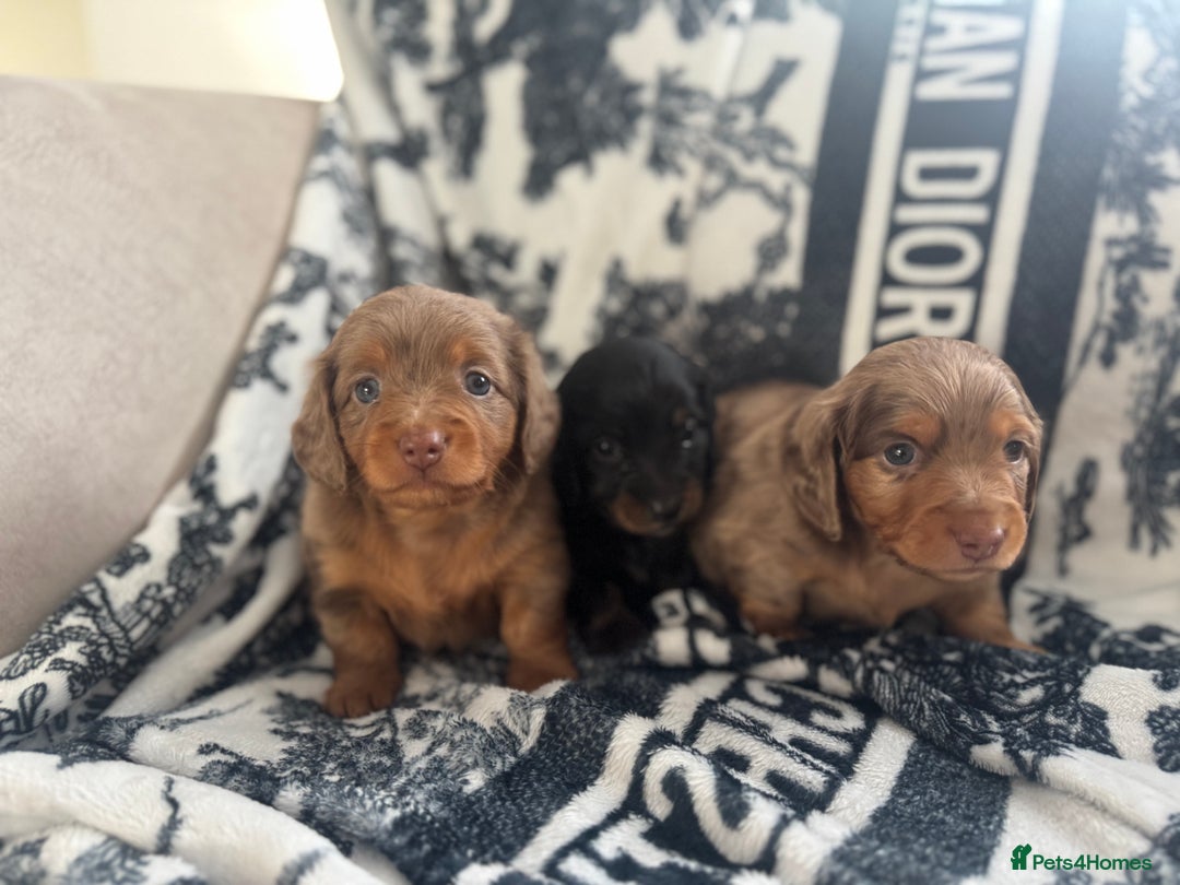 Miniature Dachshund dogs for sale: 3 Beautiful miniature longhair dachshund puppies - Image 33