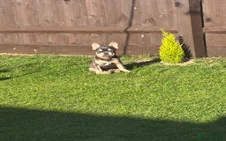 French Bulldog dogs for sale: 5 month old French bull dog  - Image 3