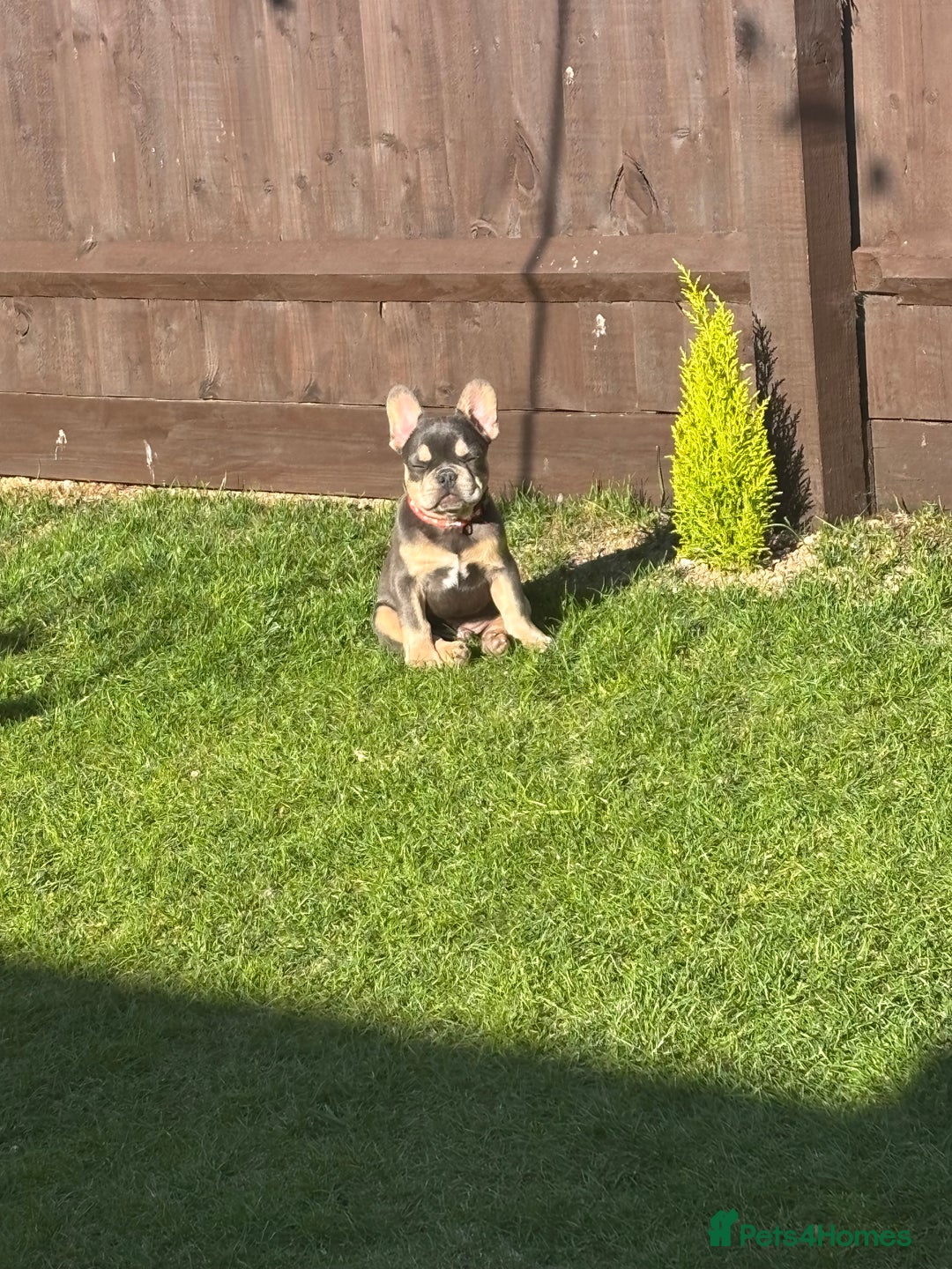 French Bulldog dogs for sale: 5 month old French bull dog  - Image 3