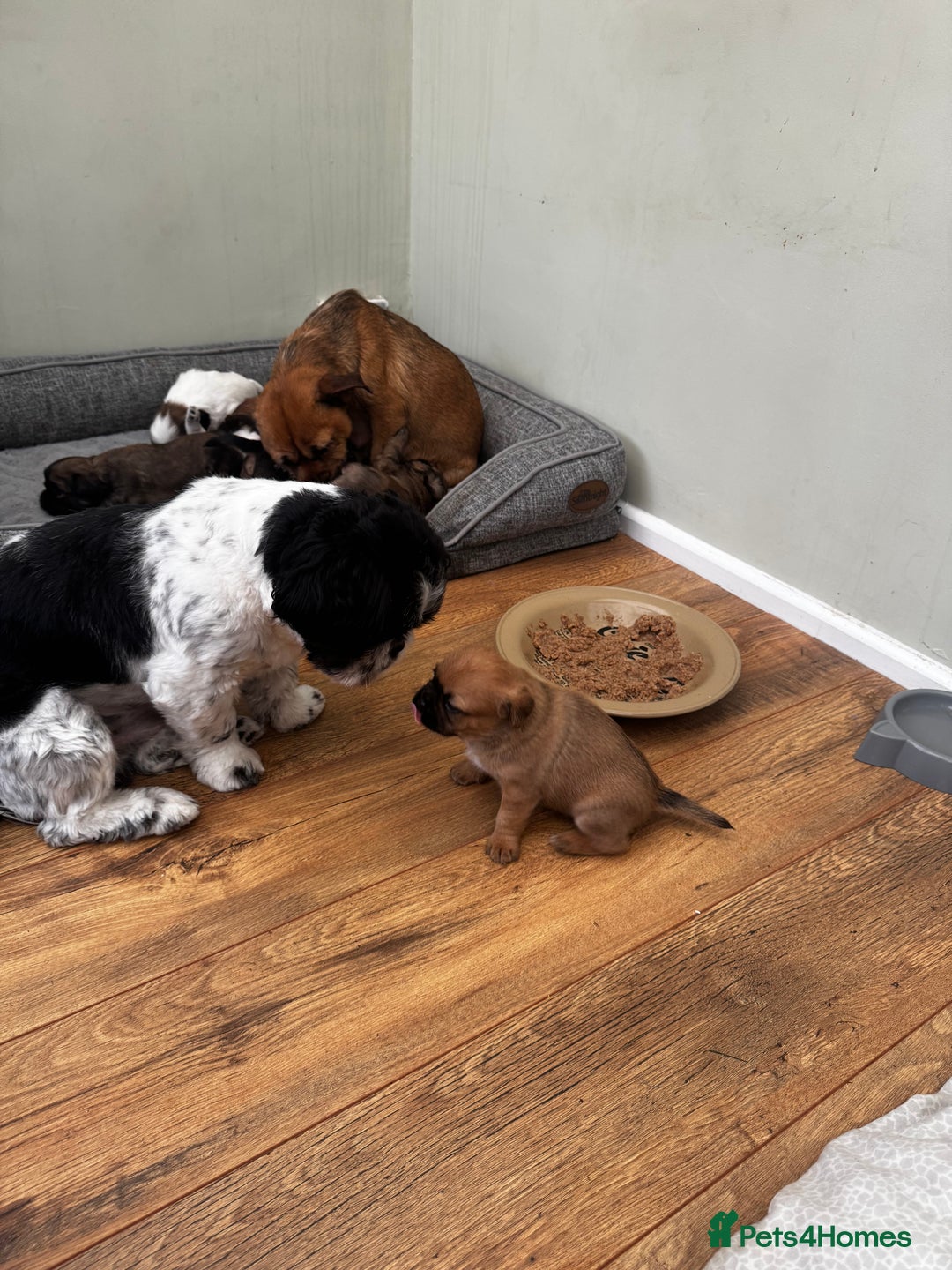 Mixed Breed dogs for sale: Shih Tzu cross patterdale pups - Advert 19