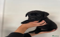 Labrador Retriever dogs for sale:  🐾Gorgeous BLack Labrador Puppies 🐾 - Advert 19