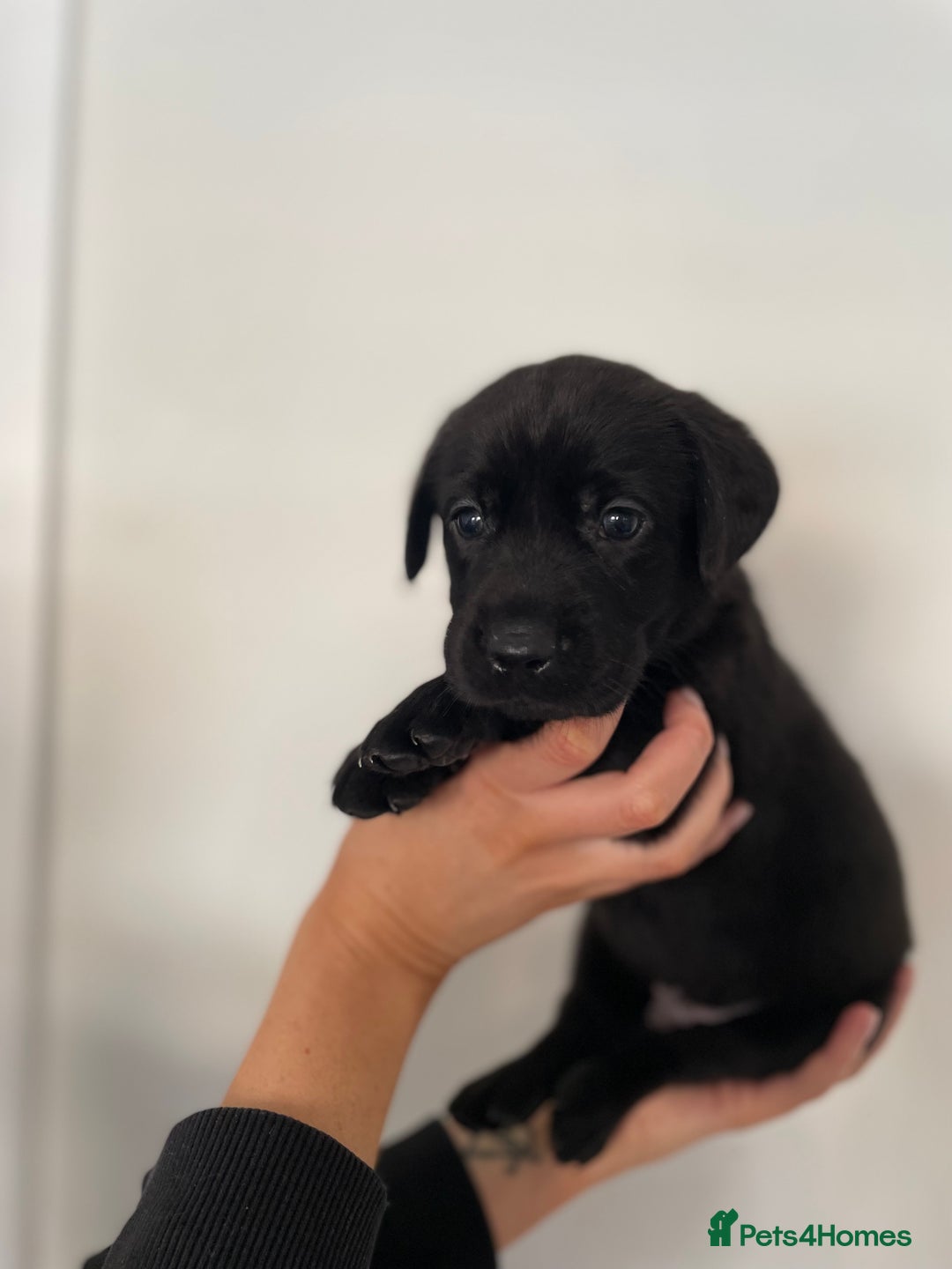 Labrador Retriever dogs for sale:  🐾Gorgeous BLack Labrador Puppies 🐾 - Advert 19