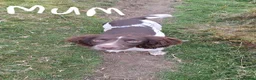 English Springer Spaniel dogs for sale: Lovely KC registered Working Springer Spaniel Pup in Ashford - Advert 2