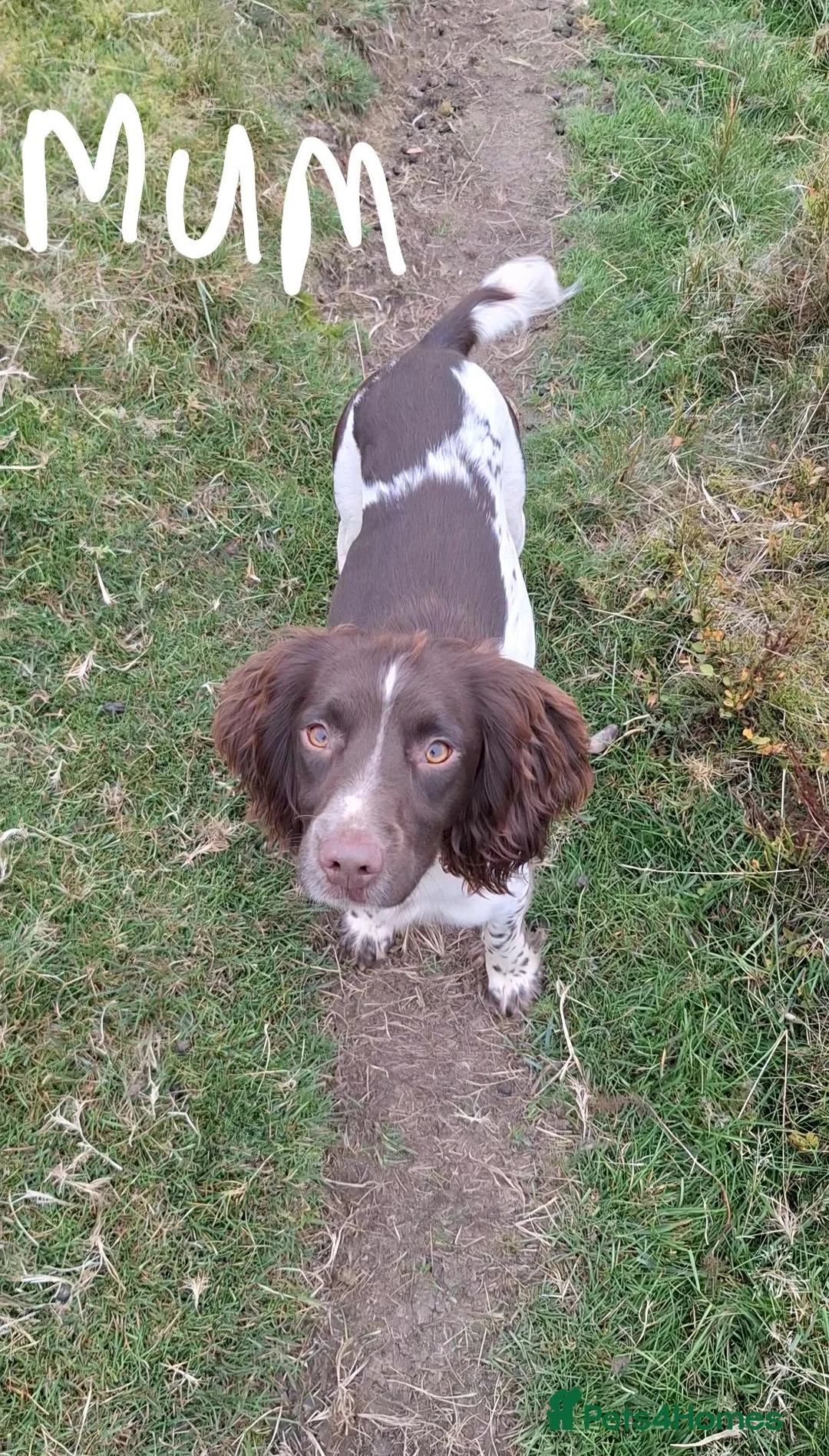 English Springer Spaniel dogs for sale: Lovely KC registered Working Springer Spaniel Pup in Ashford - Advert 2