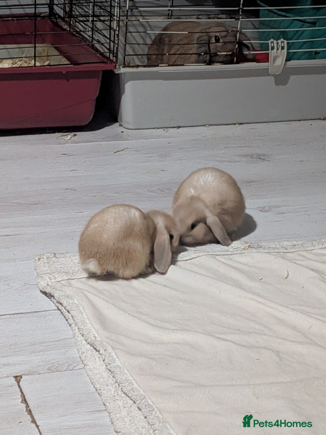 Mini Lop rabbits for sale: Baby mini lops ready for their forever homes - Advert 10