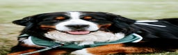 Bernese Mountain Dog dogs for stud: Exceptional Bernese Mountain Dog For Stud - Advert 1