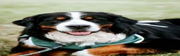 Bernese Mountain Dog dogs for stud: Exceptional Bernese Mountain Dog For Stud - Advert 1