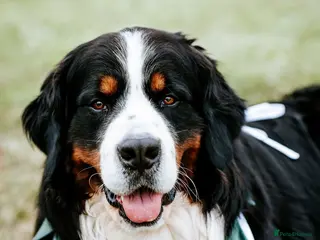 Bernese Mountain Dog dogs Exceptional Bernese Mountain Dog For Stud - Advert 4