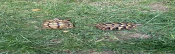 Hermann Tortoise reptiles for sale: 3 year old Hermann’s Tortoises in Birmingham - Advert 4