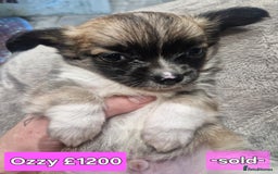 Chihuahua dogs for sale: Chihuahua pups for sale - Image 2