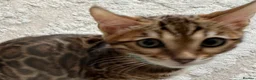 Bengal cats for sale: Pure Pedigree Bengal Kittens - Advert 15