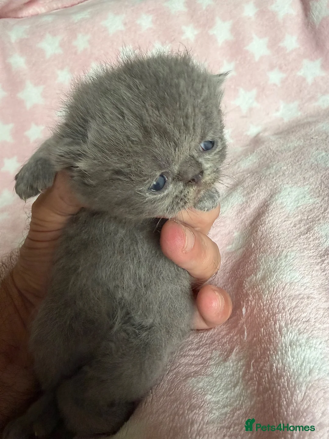 Exotic cats for sale: Exotic Shorthair Kittens For Sale - Advert 18