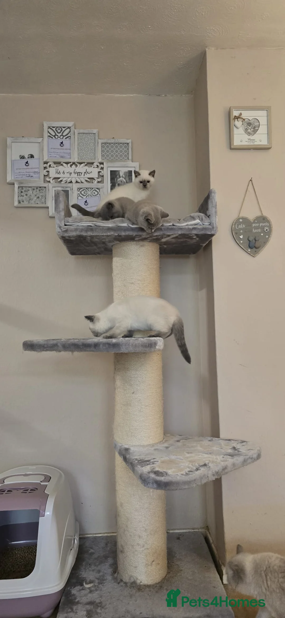 British Shorthair cats for sale: British shorthaired lilac and colourpointed  in Coalville - Advert 2