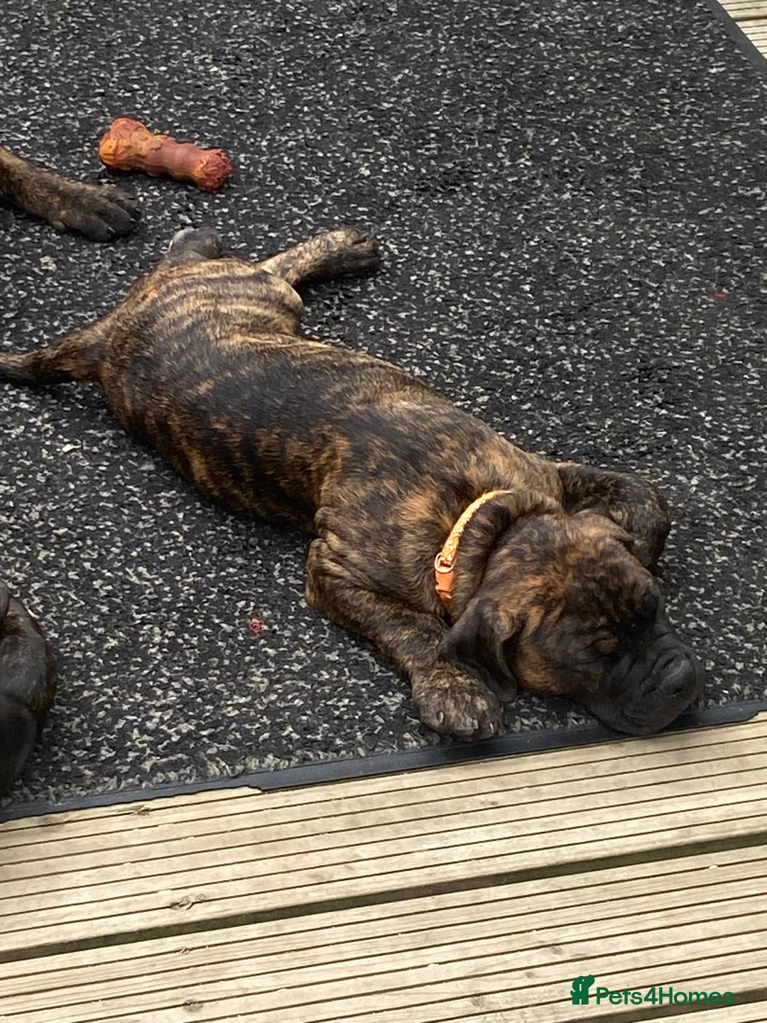 Mixed Breed dogs for sale: Old tyme bulldog in Shotts - Image 30