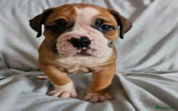 Alapaha Blue Blood Bulldog dogs for sale: IABBR. Health tested. Top lines.  - Advert 6