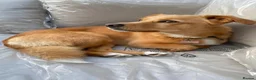 Mixed Breed dogs for adoption: Beautiful Bonnie 🩷 in Hailsham - Advert 15
