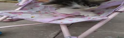 Siberian cats for sale: Adorable Siberian kittens - Advert 8