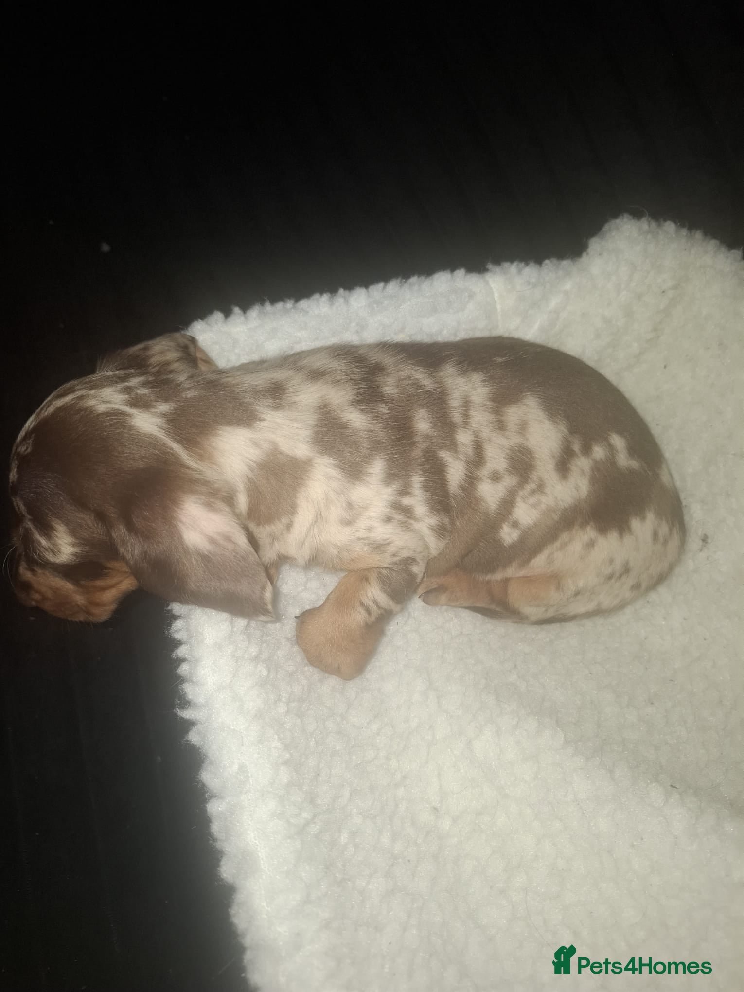 Dachshund dogs for sale: Dachshund puppys - Advert 3