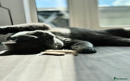 British Shorthair cats for sale: Adorable British Shorthair Kittens — READY TO GO! - Advert 23