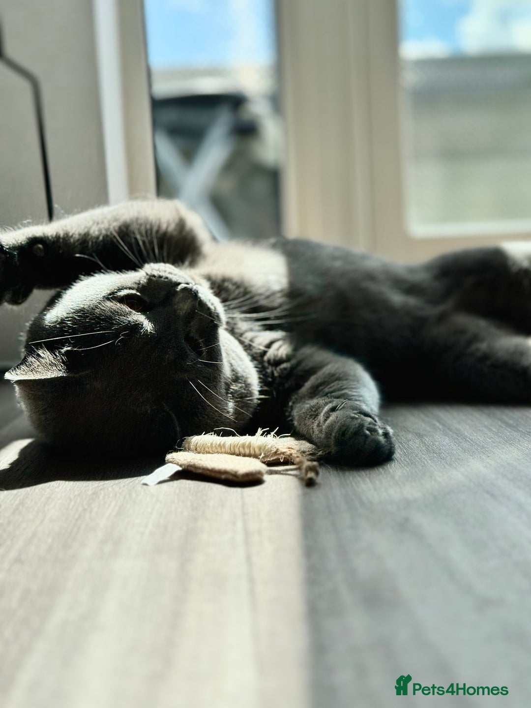 British Shorthair cats for sale: Adorable British Shorthair Kittens — READY TO GO! - Advert 23