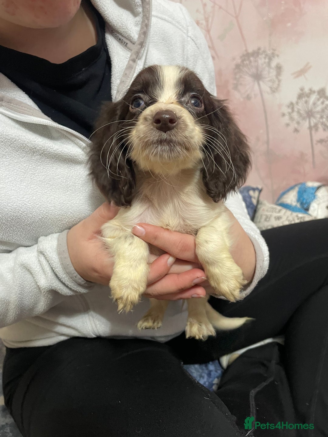 Sprocker dogs for sale: Sprocker Spaniel Puppies - Advert 4