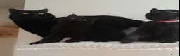 British Shorthair cats for sale: Finest Pedigree BSH Kittens  - Advert 6