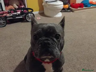 Mixed Breed dogs One boy puppy - Advert 1